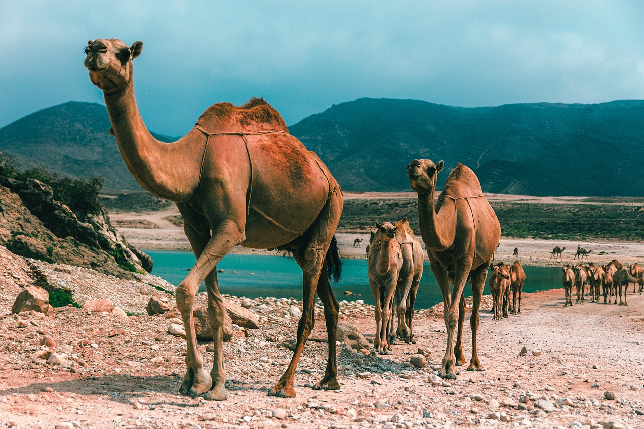 Salalah tourism