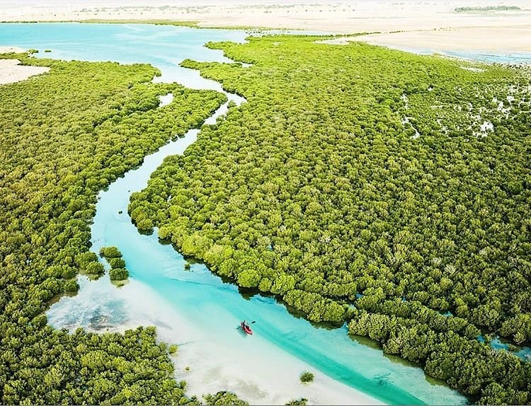 Explore Al Thakhira Beach & Mangrove 