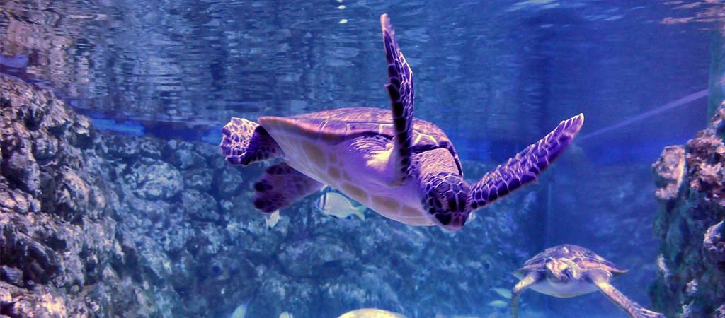 Explore Hurghada Grand Aquarium 