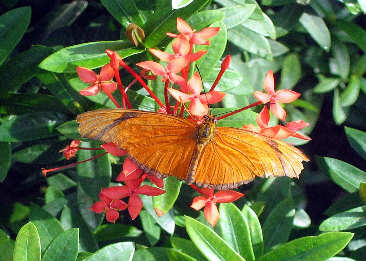 Explore محمية الفراشات والطبيعة في كي ويست 