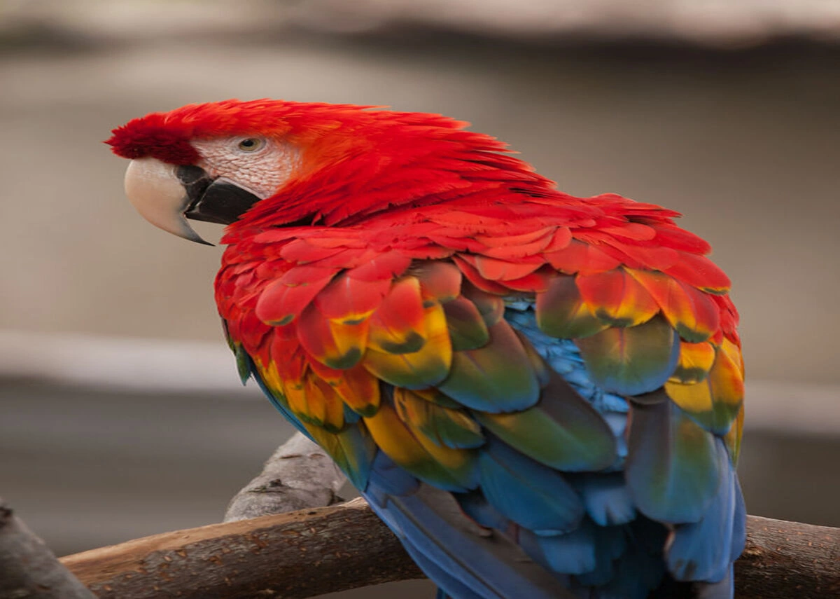 Explore حديقة حيوانات سانتا باربرا 